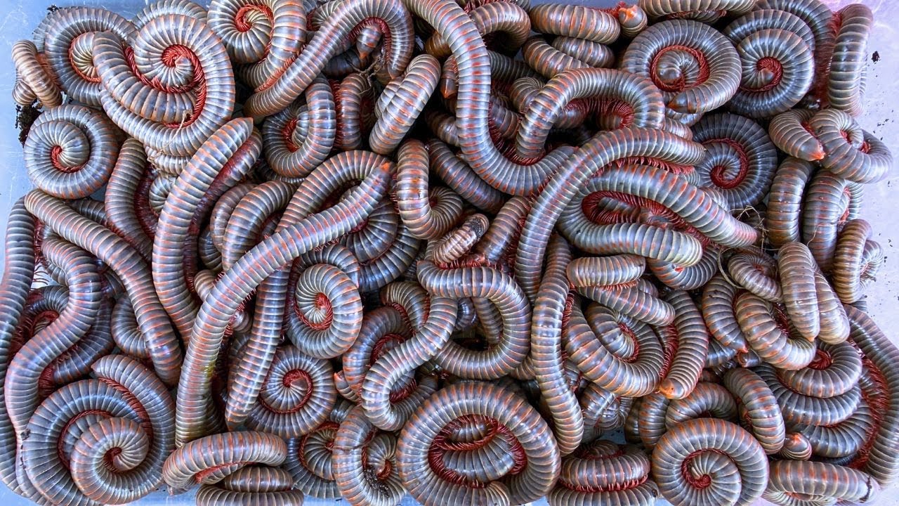 Unbelievable! Catching Millipedes by Hand | Beautiful Wheel Millipede Encounter, Ivory Millipedes