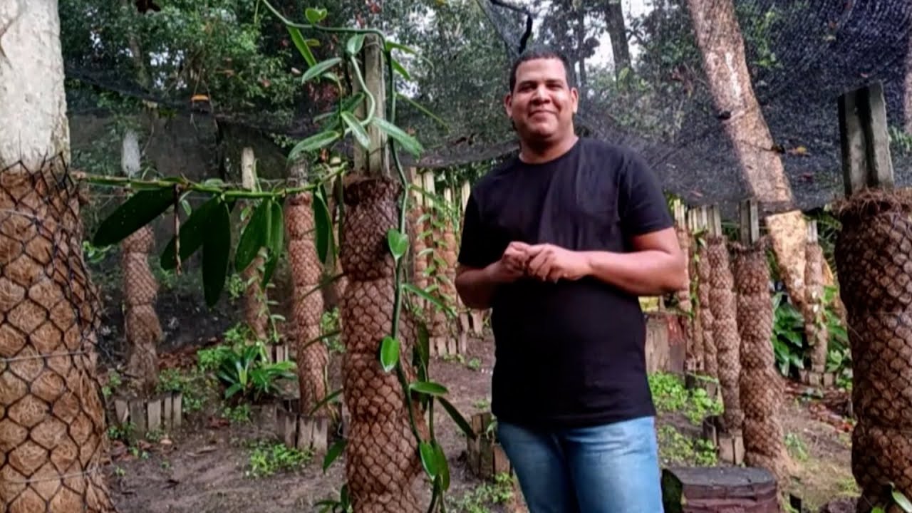 Produtor mostra o cultivo da Baunilha. Especiaria é uma das mais caras do mundo
