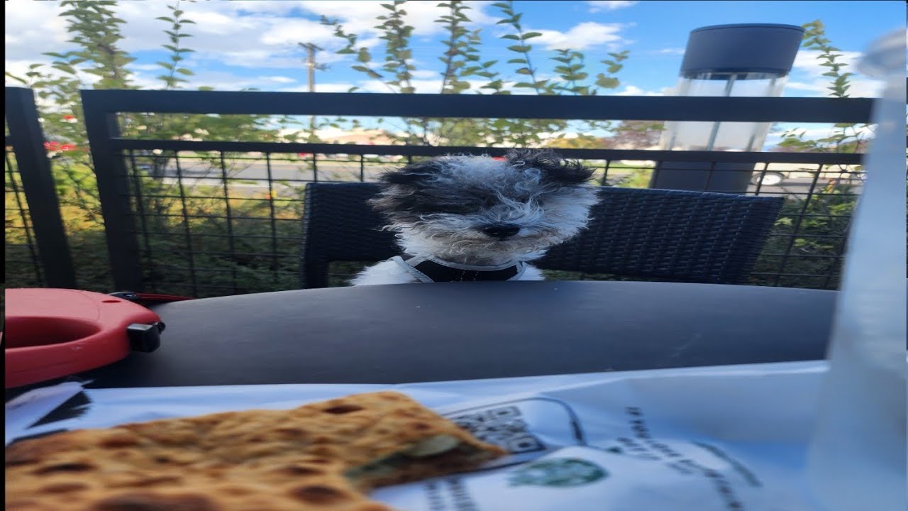 Cute Dog Eats A Pupcup