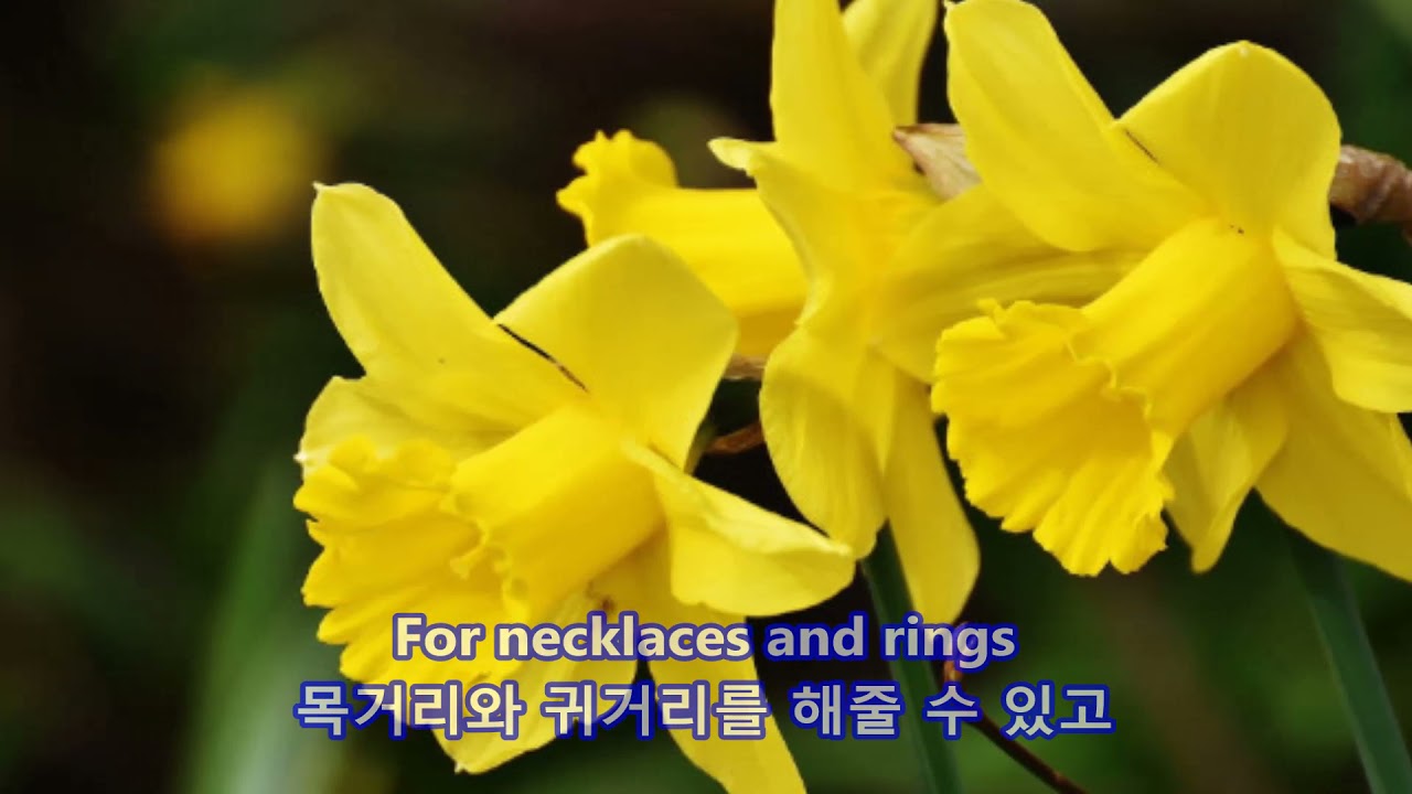Seven Daffodils - Brothers Four: with Lyrics(가사번역)|| 일곱 송이 수선화