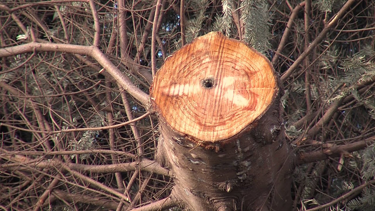 Christmas Tree Recycling