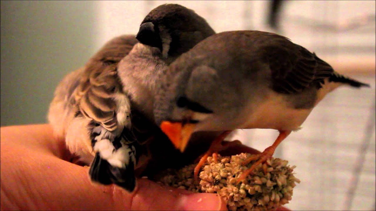 Baby Finch Follows Mom
