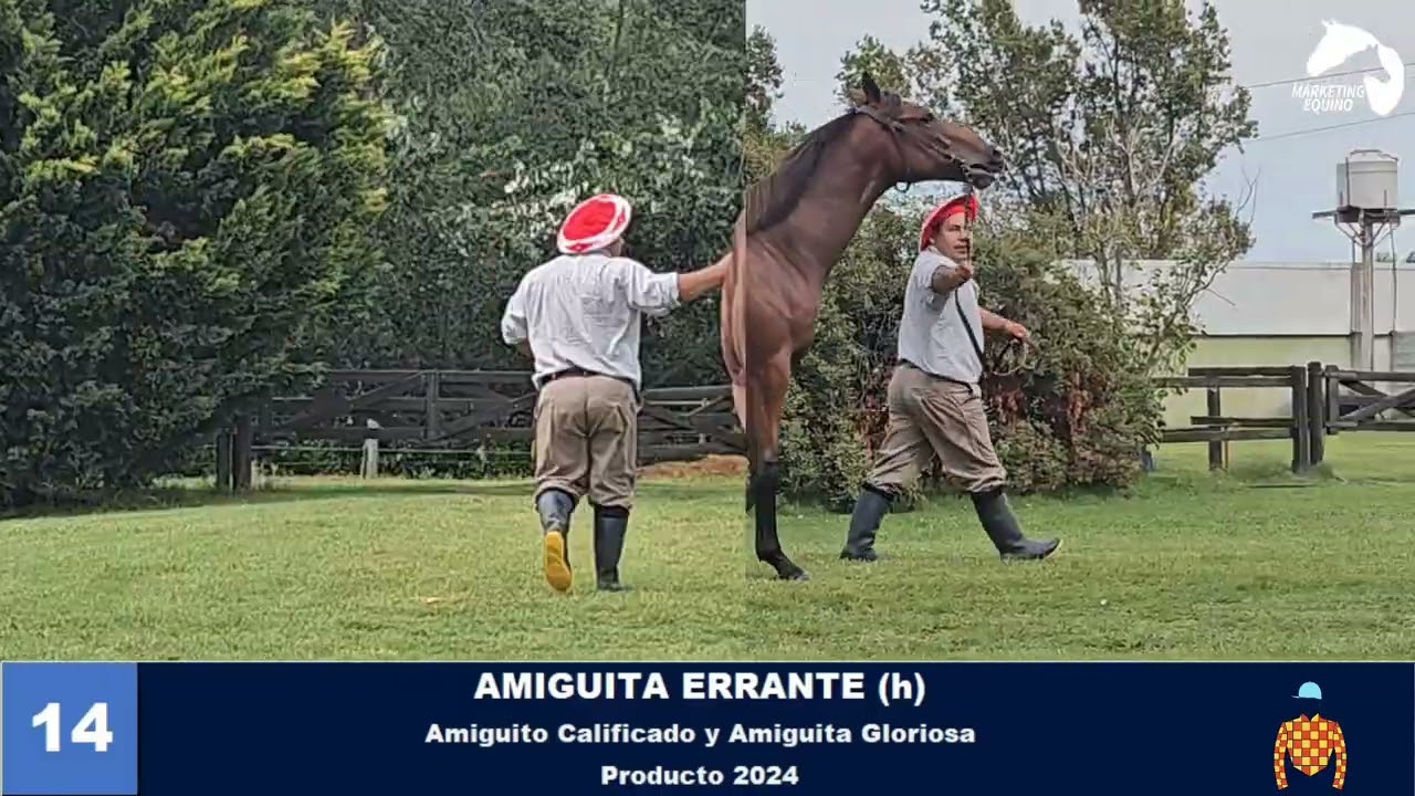 14- AMIGUITA ERRANTE