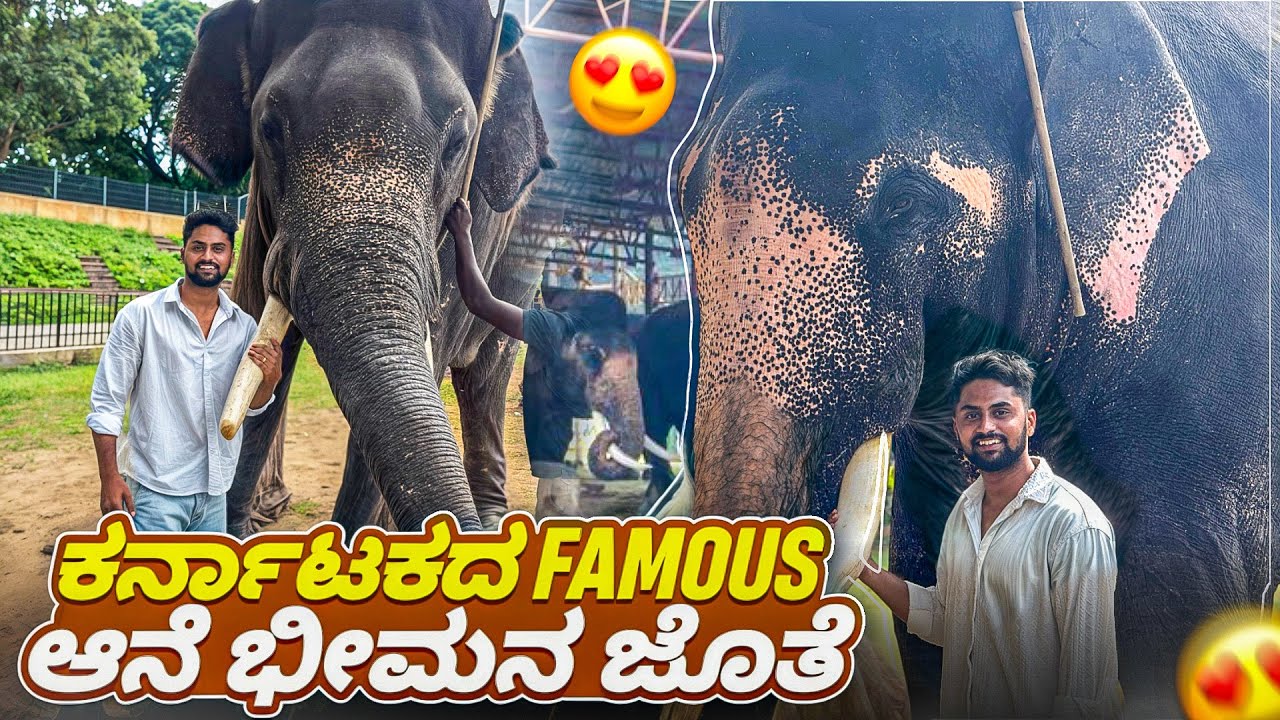 ಭೀಮನ ಜೊತೆ ಒಂದು ದಿನ🐘🥳|I @VikasGowda1 Meet Karnataka’s Famous Elephant |Mysore #travelvlog #elephant 