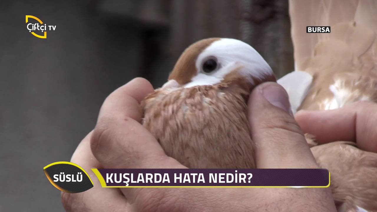 Süslü-Balon Kuşları