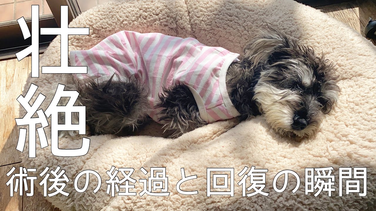 【シュナウザー】避妊手術の壮絶な術後の様子から完全回復まで全て見せます。当たり前の日常が愛おしい☺️🌸@ruu channel
