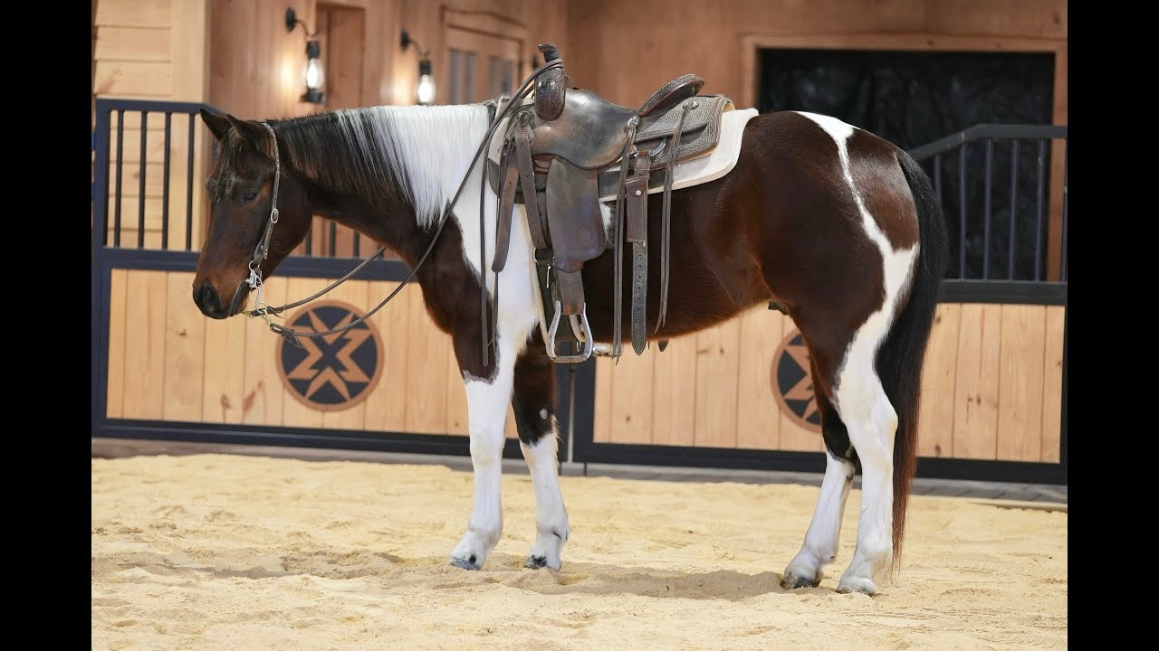 L&A Lonestar Equine- Benny