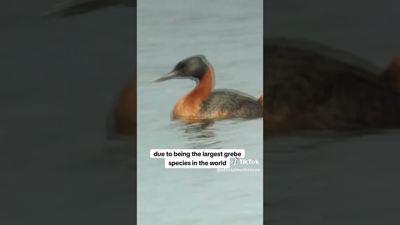 Great Grebe Ranking!  #animals  #wildlife #bird #duck