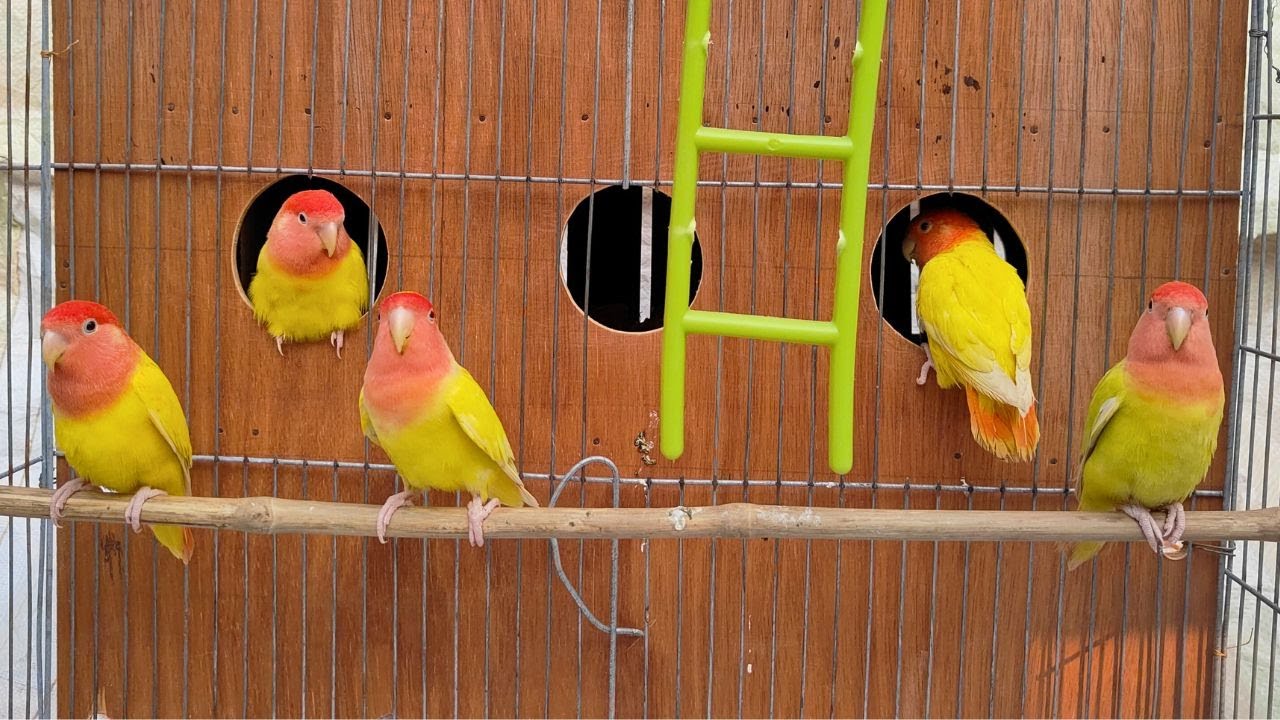Lovebirds agapornis sounds #9