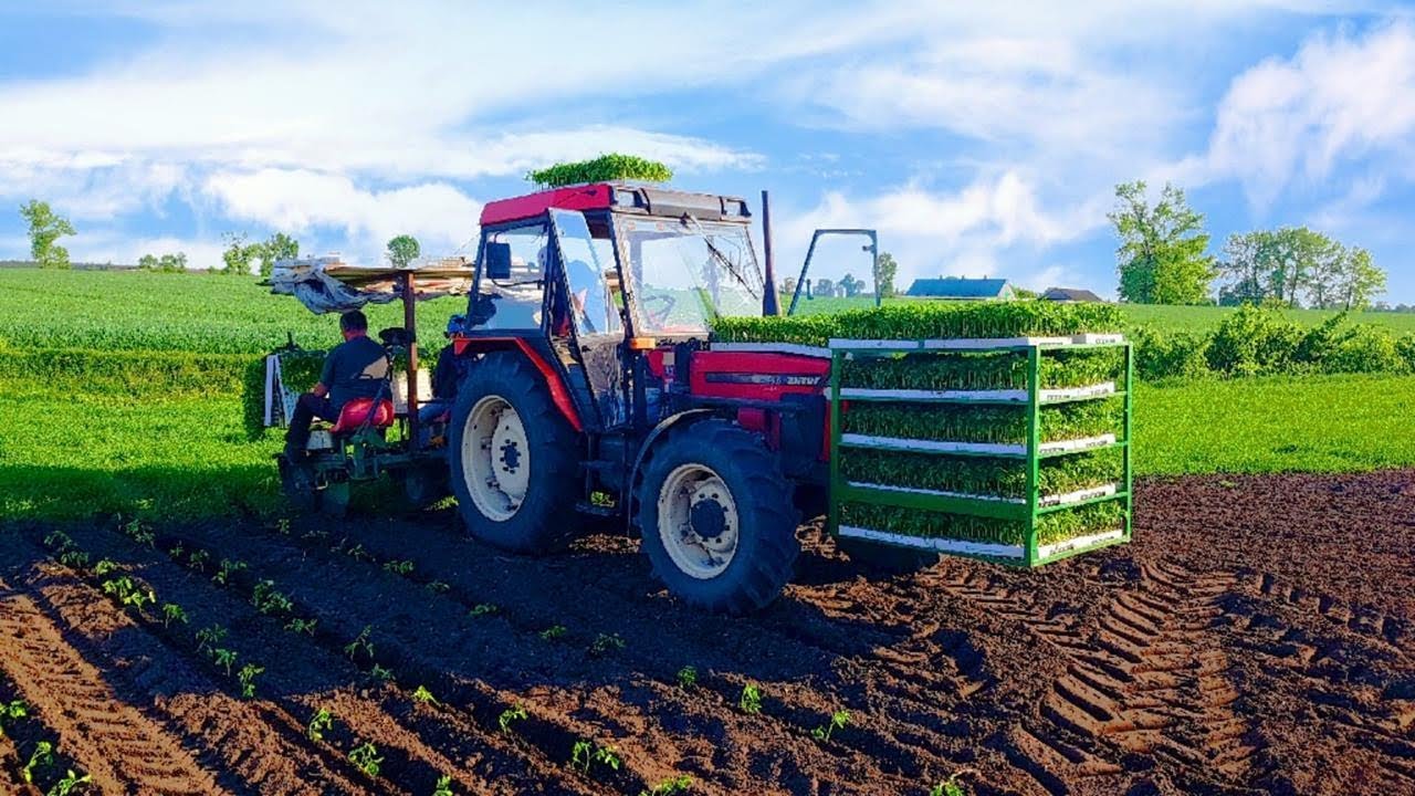 ★Sadzenie pomidorów 2018 !!! //ZETOR6340//★