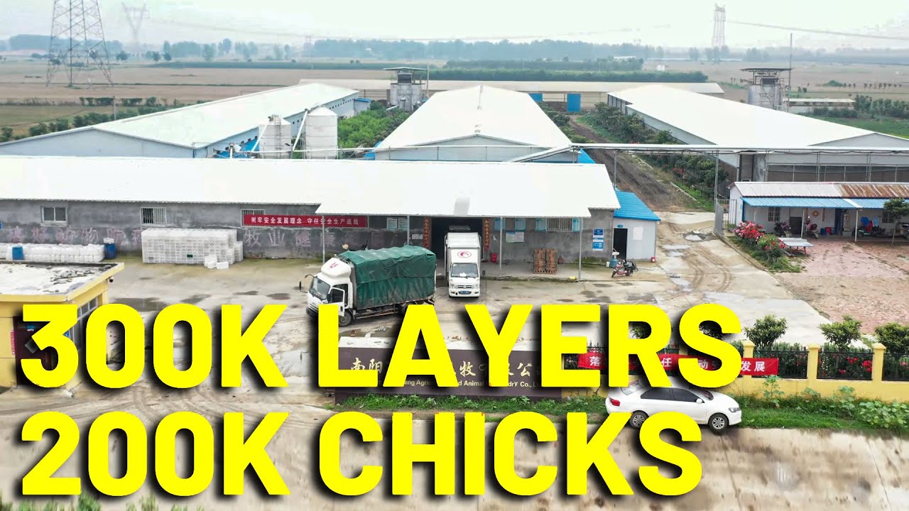1080P 300K Layers + 200k Chicks Farm You Never Watch Before