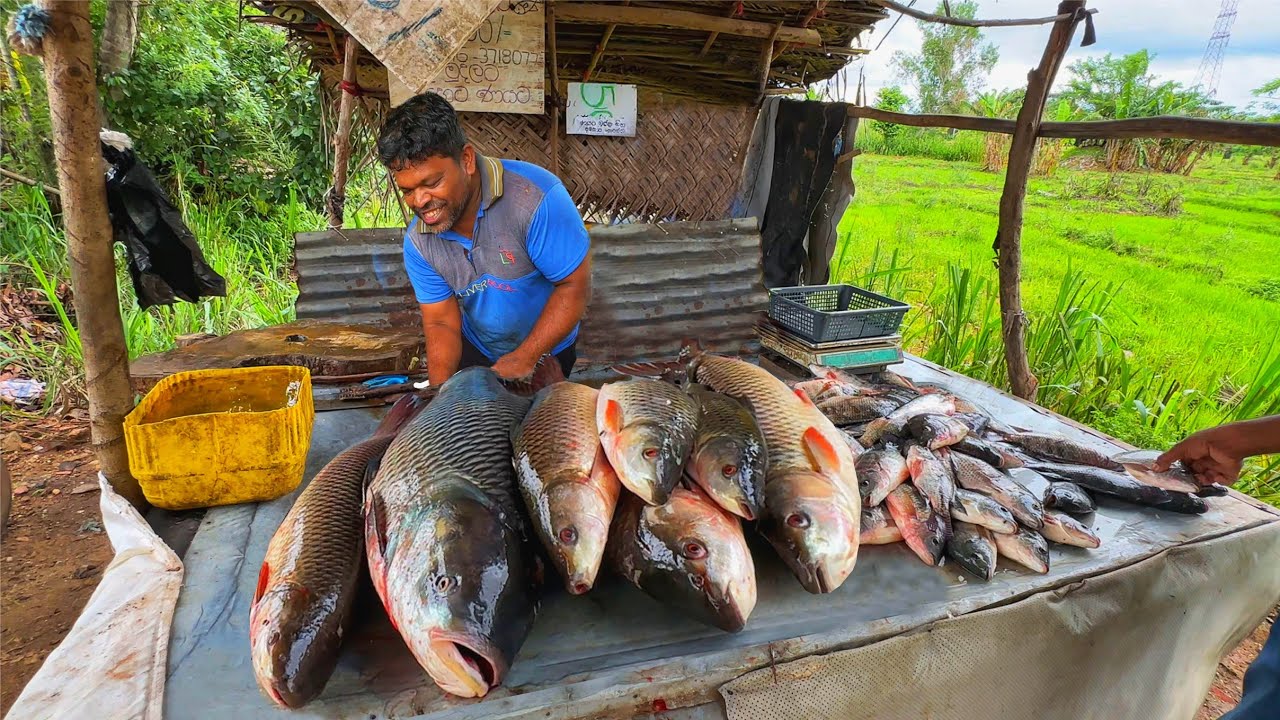 You’ve Never Seen Catla Fish This Big in a Village Market! 🐟🔥Wait till you see how he cuts them!