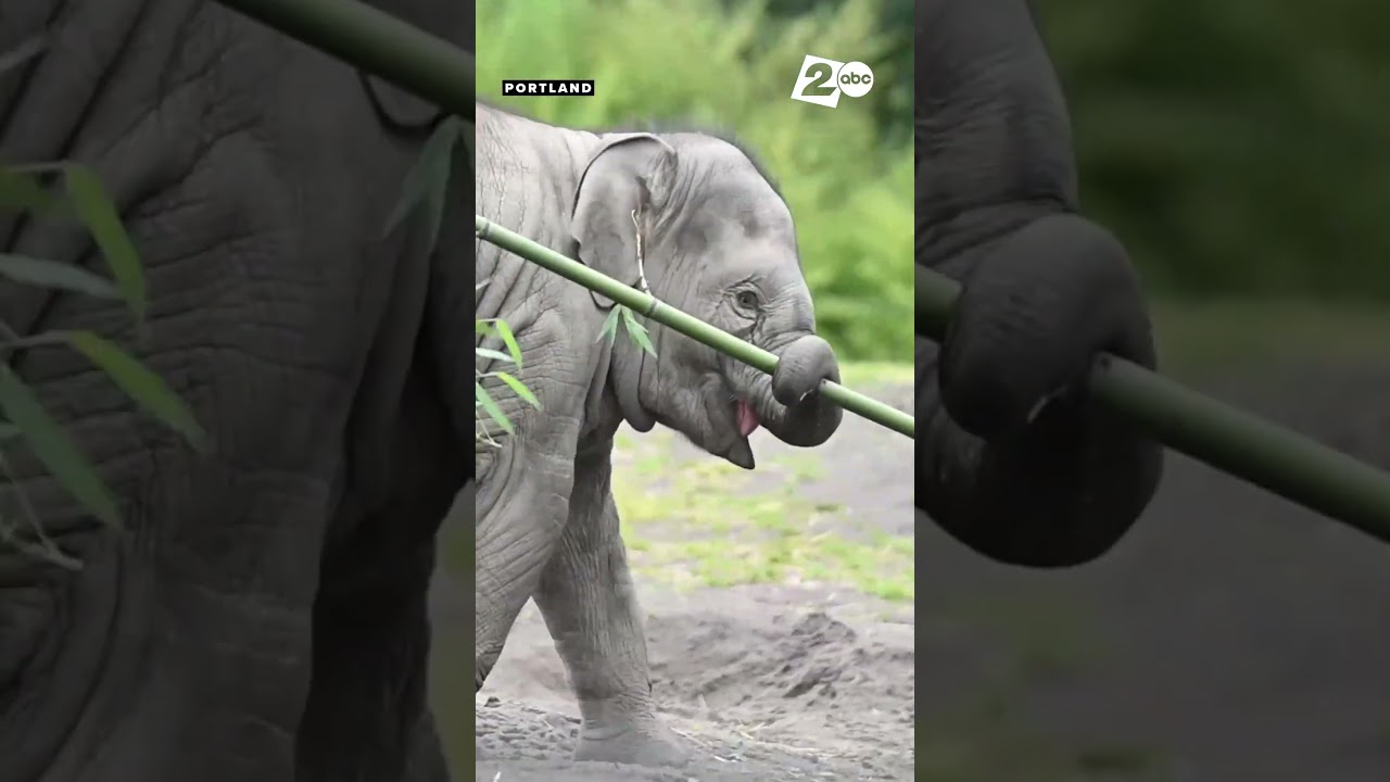 Tula-Tu turned one year old today. #animals #elephant