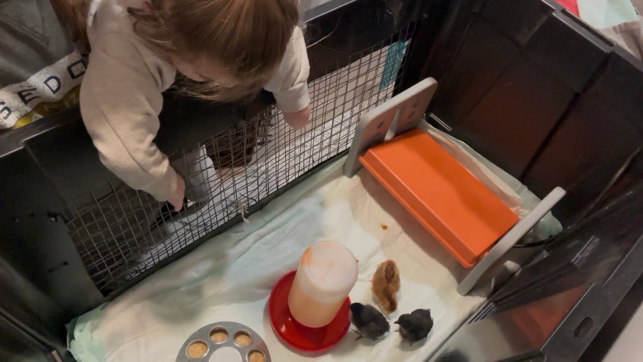 I’m surprised Freya was so interested | We got baby chickens! 