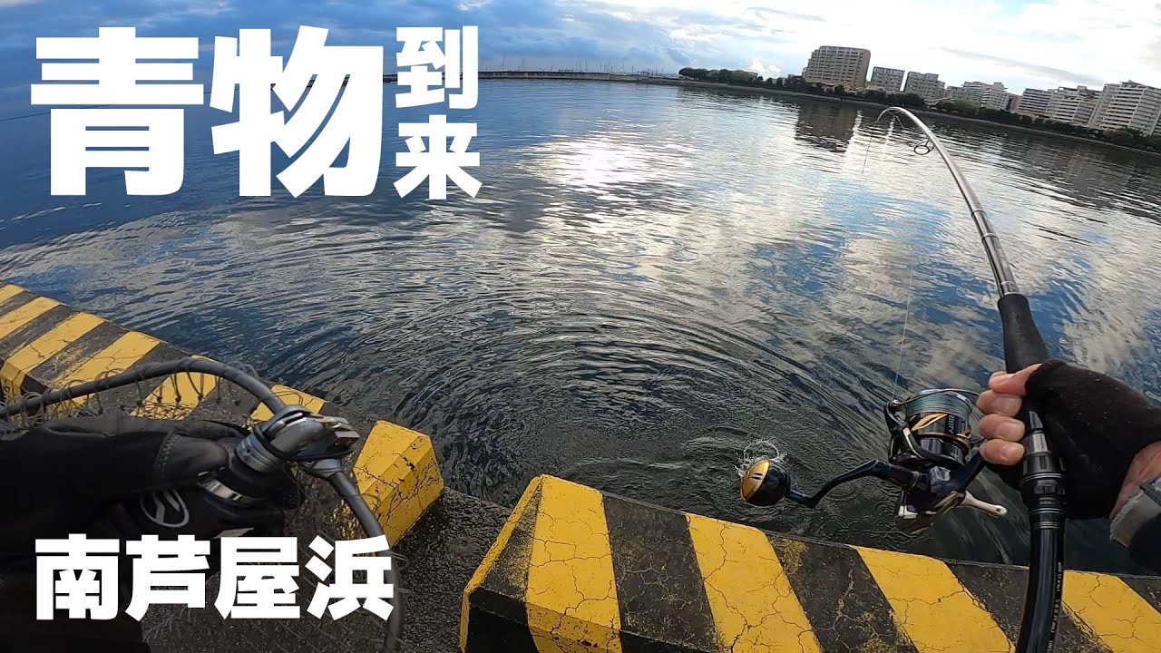 南芦屋浜にカタクチ乱入 青物狙いのショアジギング