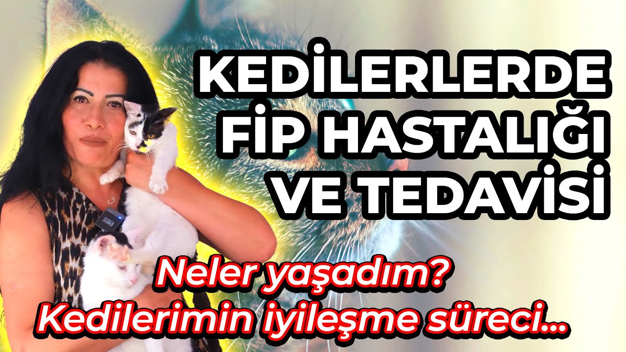 Kedilerde FİP Hastalığı Nedir? | Kedilerde FİP Hastalığı Belirtileri ve Tedavi Yolları