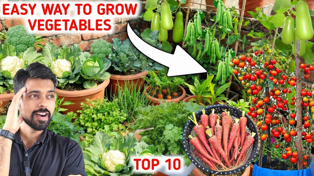 10 Vegetables you can grow at home | Grow Winter Vegetables 