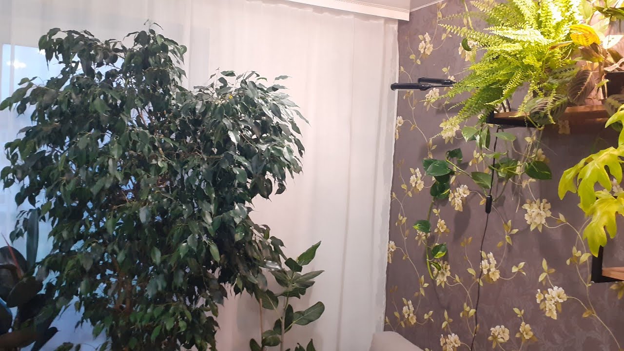 Комнатные растения||Обзор стеллажа и подоконника🪴🌱🌿#цветыдлядома #цветы #обзоррастений