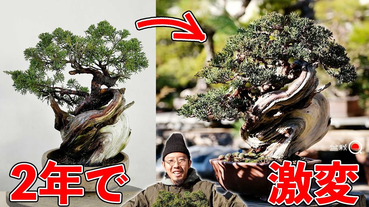 【真柏】2年で激変！「骨格作り→培養→仕立てる」の重要さが分かる動画【盆栽Q】