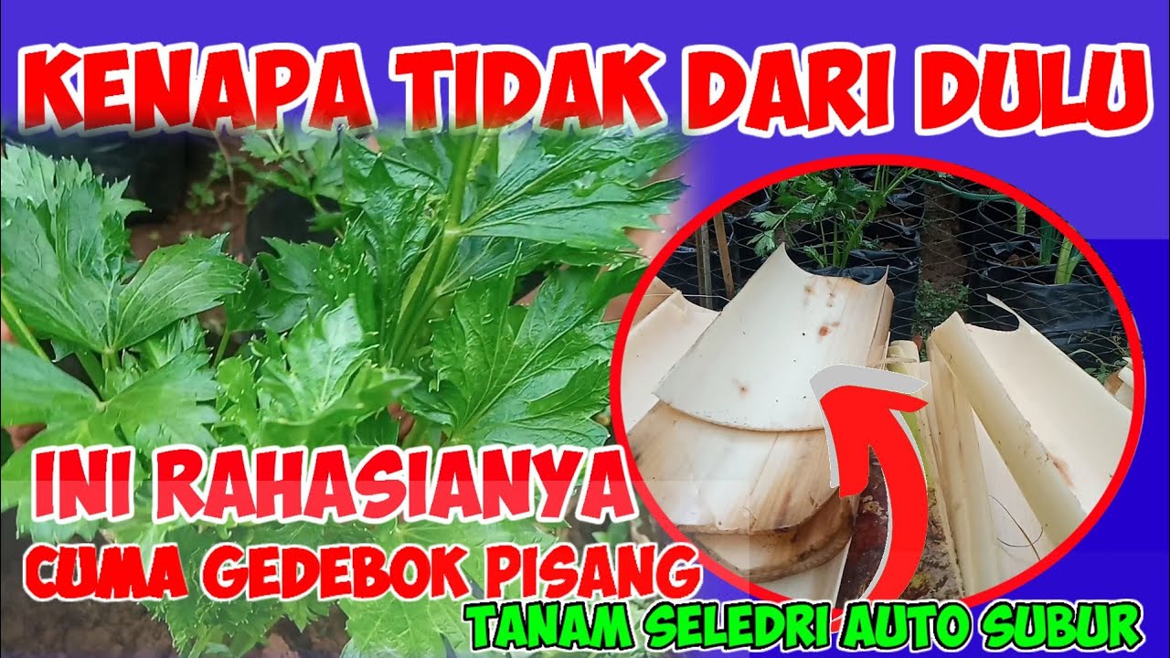 🔴 JARANG DI KETAHUI‼️ CUMA pakai batang pisang tanam seledri lebih cepat tumbuh subur