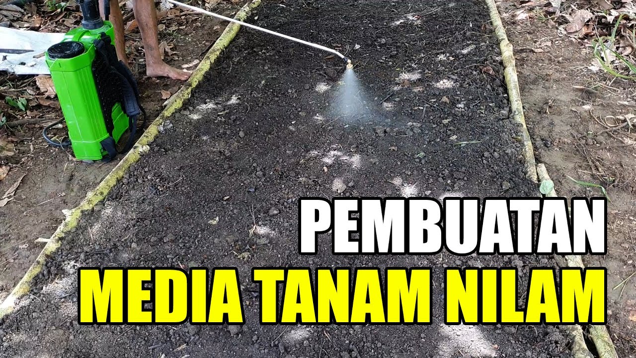Pembuatan Media Tanam Nilam