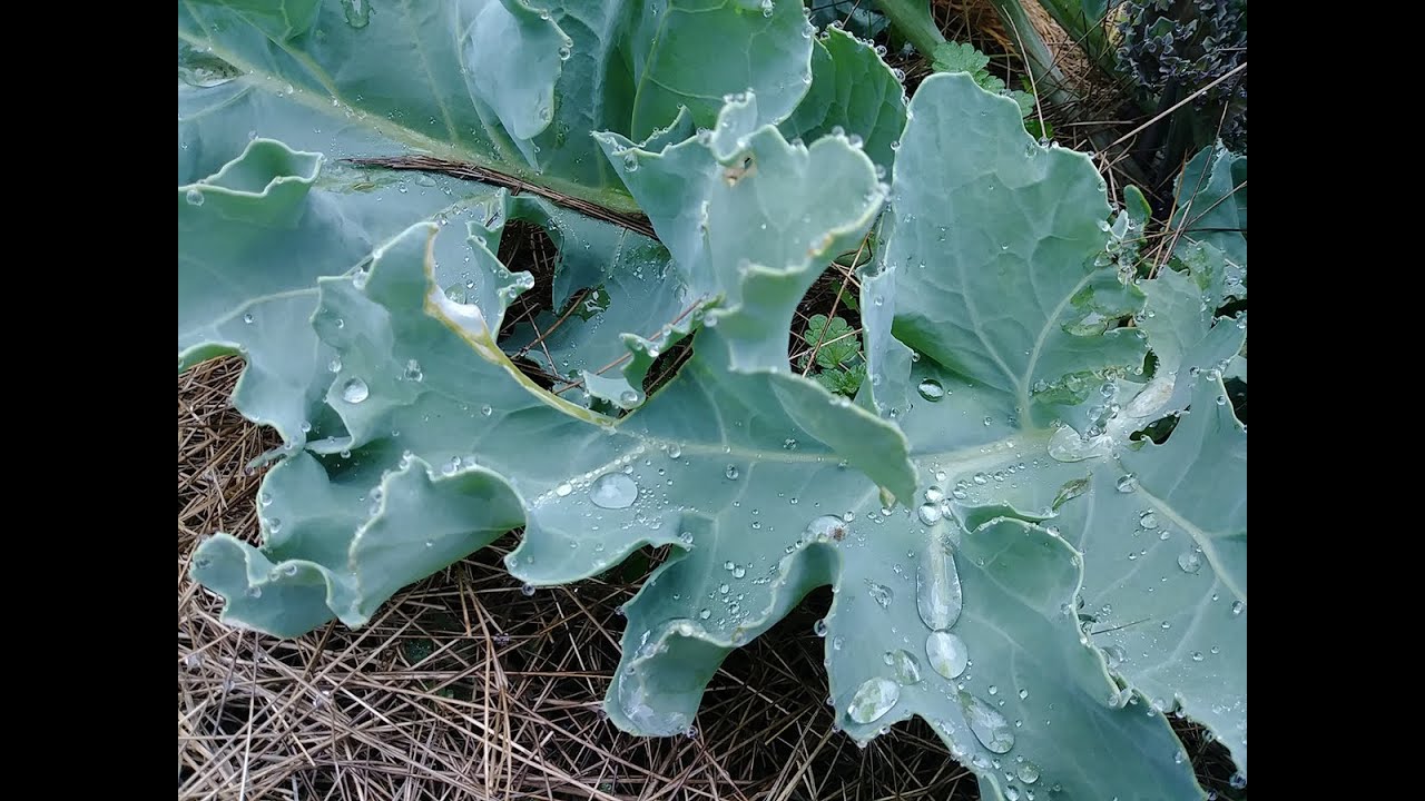 What is Sea Kale & How To Grow Sea Kale (Part 1 of 2)