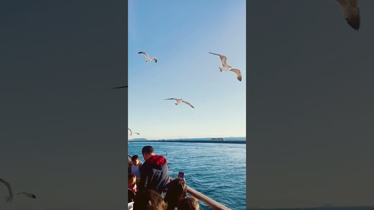 🛳️ Sailing Through Istanbul: Feeding Seagulls on the Bosphorus Ferry Ride 🇹🇷