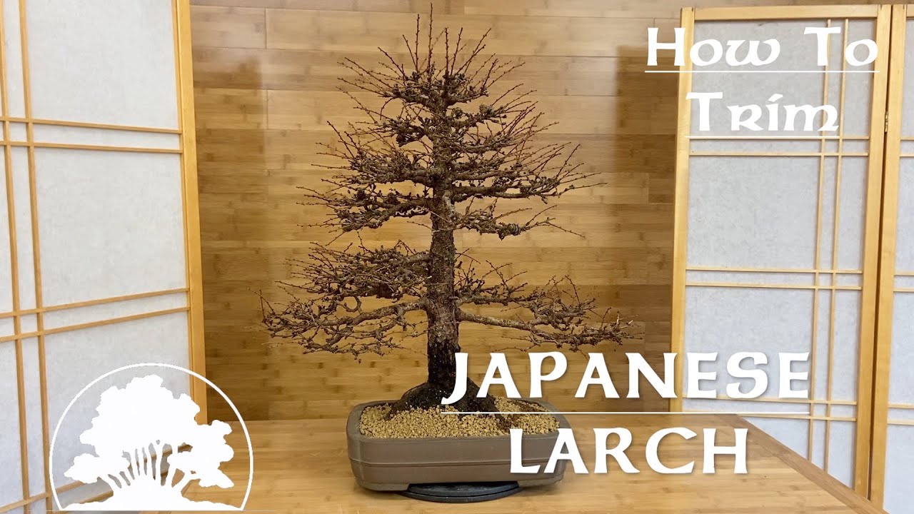 How To perform spring pruning on a Japanese Larch Bonsai - Greenwood Bonsai