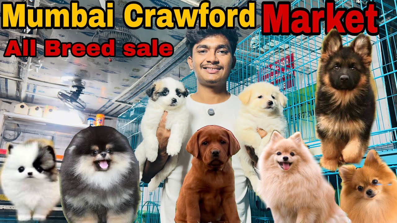 Mumbai Crawford Market Cheatest Pet Market Pomeranian Puppy For Sale [2026] Sk pet Shop #pets ￼