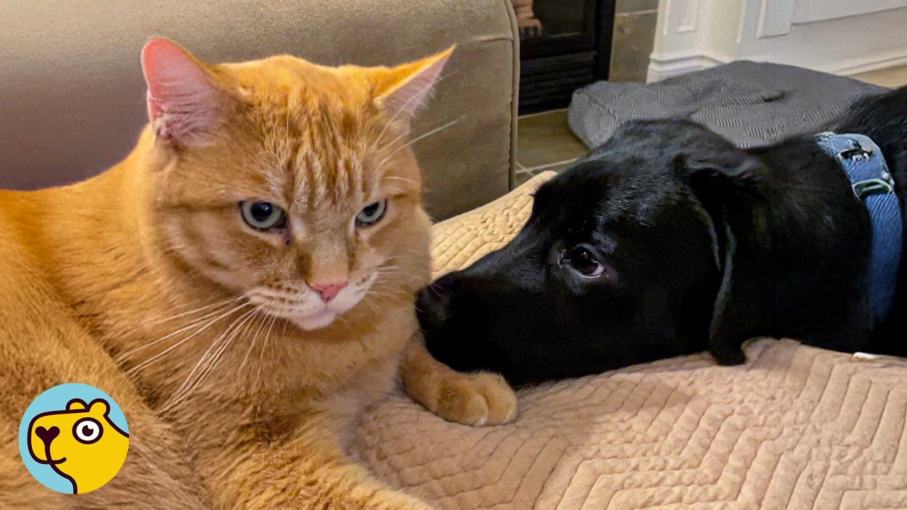 Ginger Cat Becomes the Boss of Three Dogs