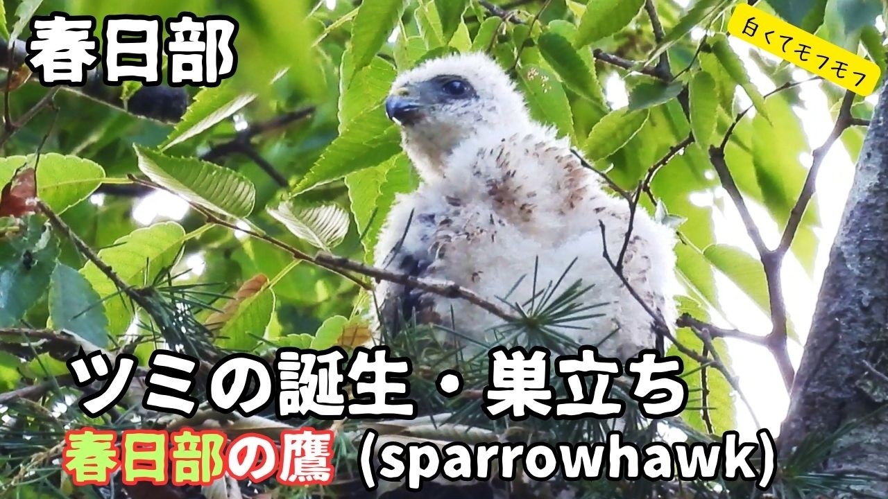 春日部のタカ🦅【ツミの誕生・巣立ち】(6月～8月のツミの成長記録です)ツミ猛禽類　sparrowhawk kasukabe japanツミは鷹(タカ)の仲間です