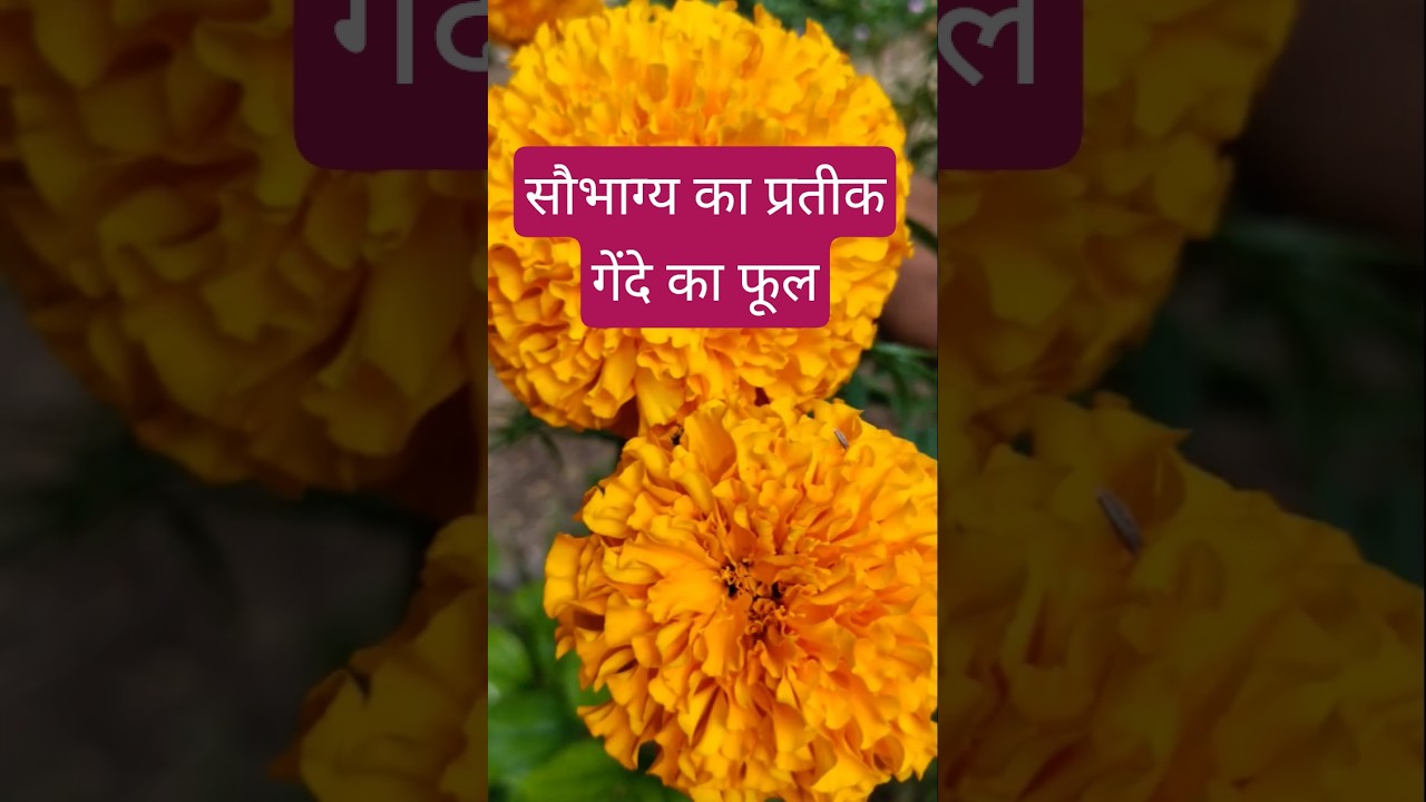 Marigold: The Symbol of Prosperity & Good Fortune