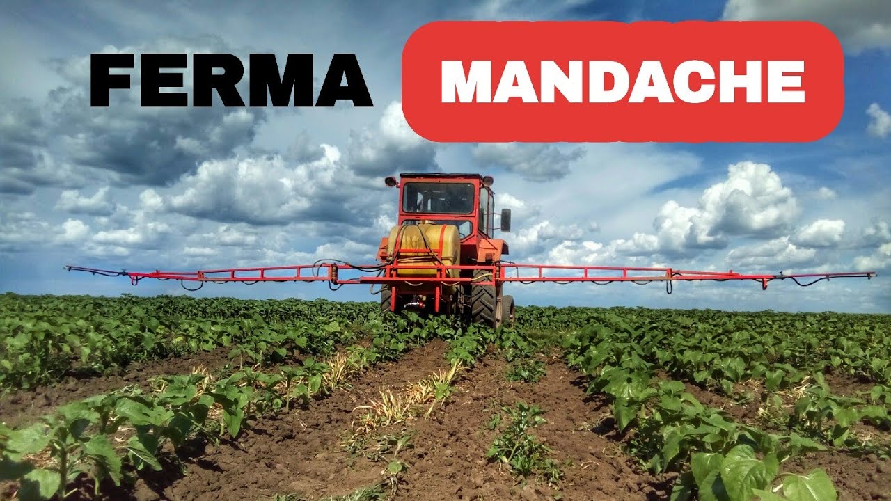 Tratăm floarea soarelui 