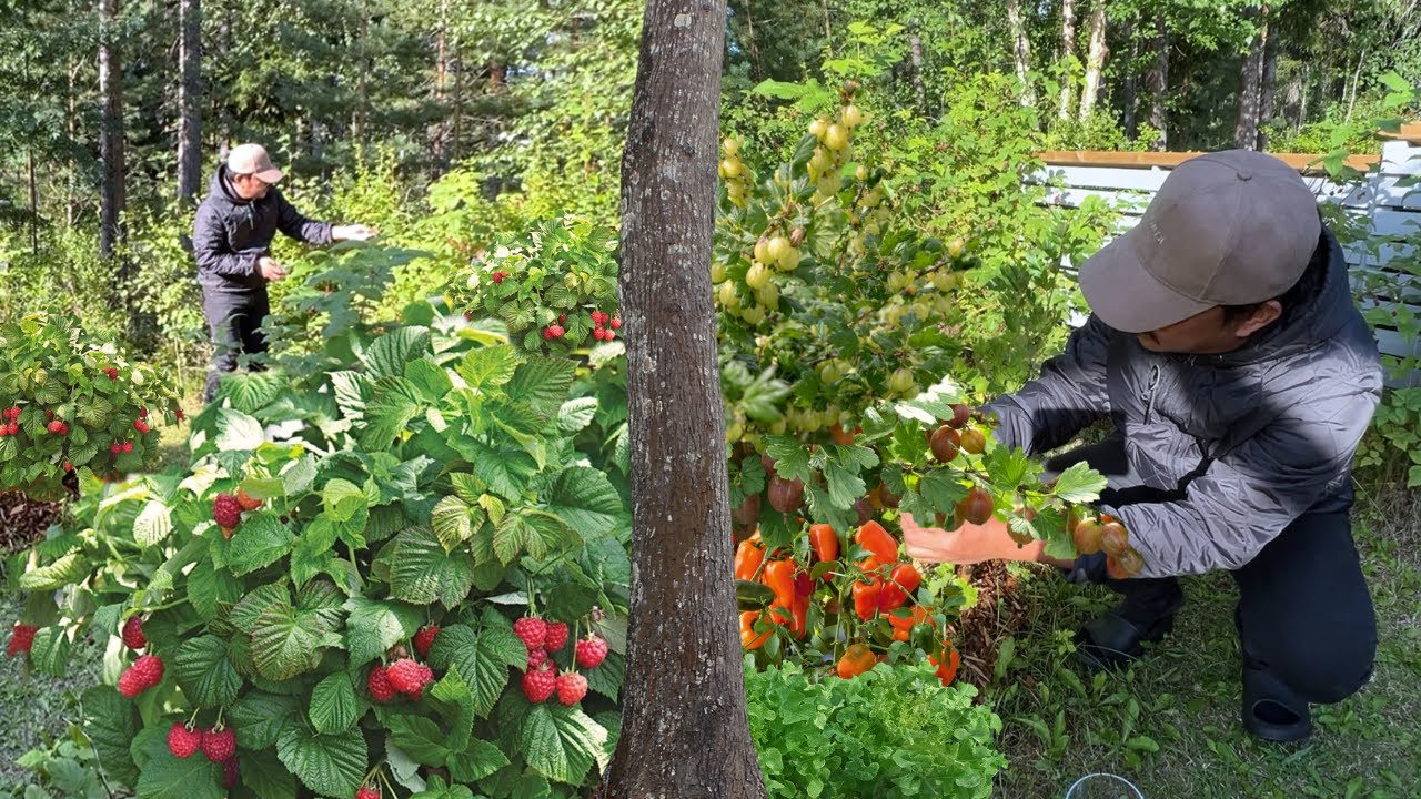 ANG DAMI! FROM GARDEN TO TABLE! HARVEST & EAT! RASPBERRY! GOOSEBERRY & PAPRIKA / SMALL BELL PEPPER!