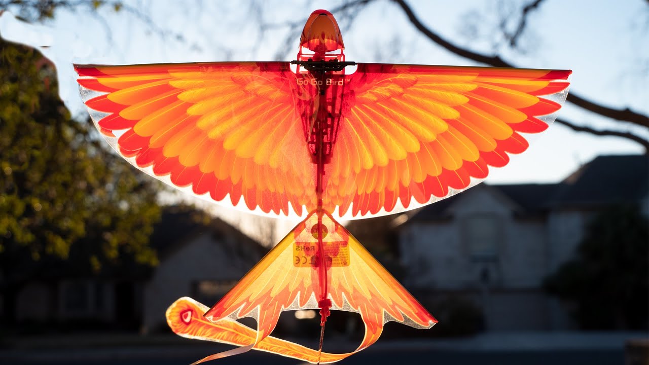 GoGo Bird - Way More Fun Than Expected! (Full Review)