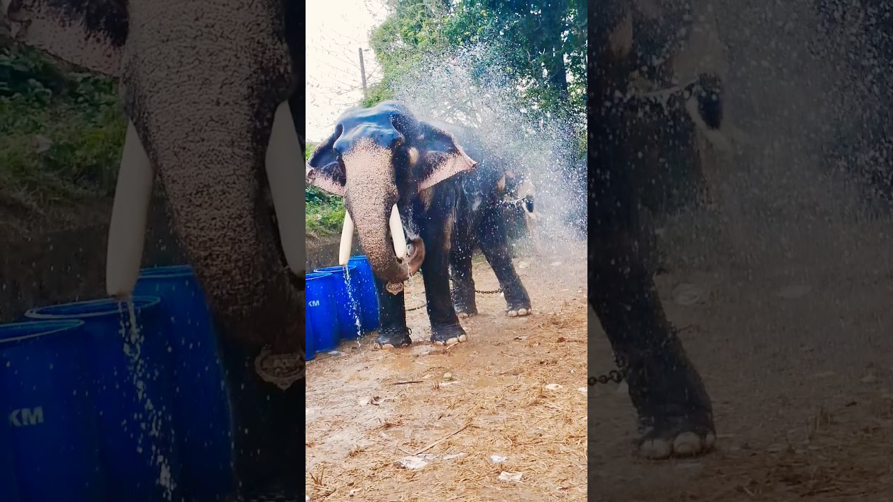 ഒരൊന്നൊന്നര കുളി..🐘|#shortfeed #travel