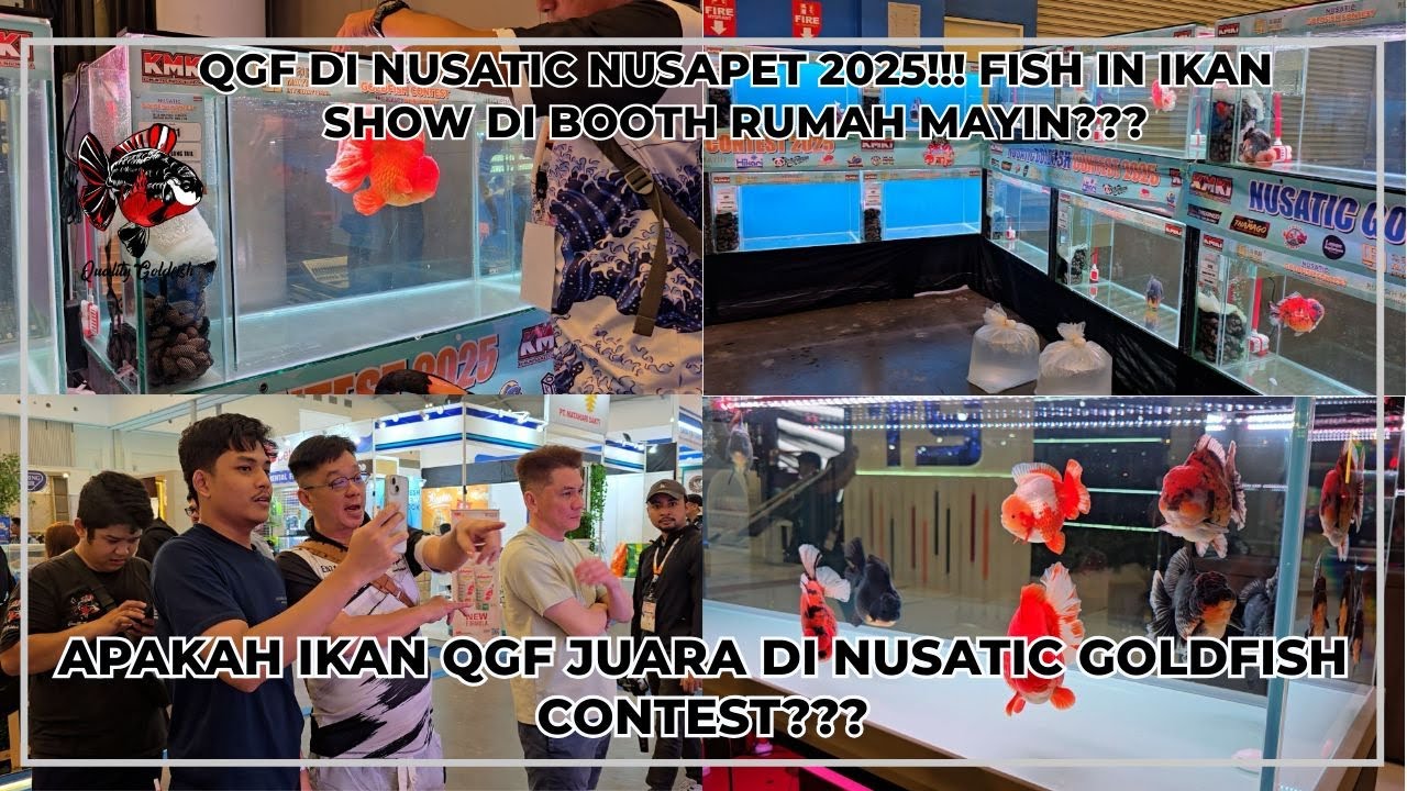 FISH IN IKAN SHOW DI BOOTH RUMAH MAYIN?? APAKAH IKAN QGF JUARA DI NUSATIC GOLDFISH CONTEST???