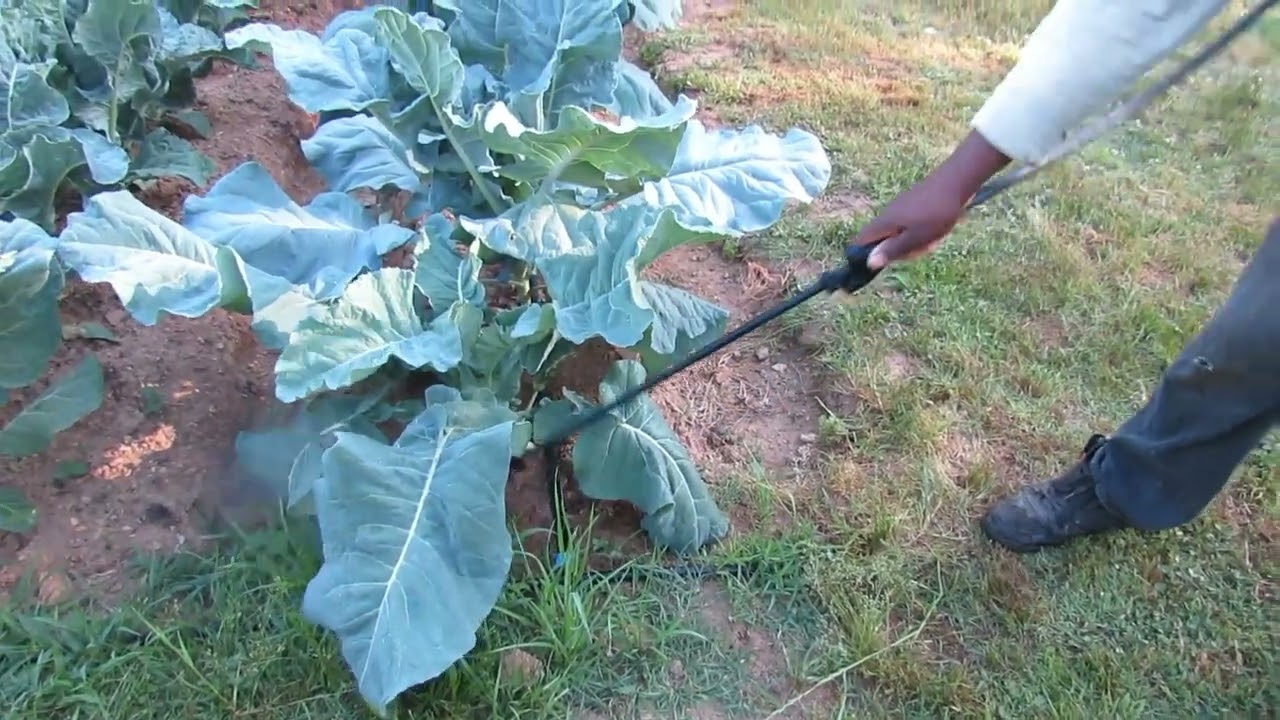 How We Control Bugs and Pests in The Garden