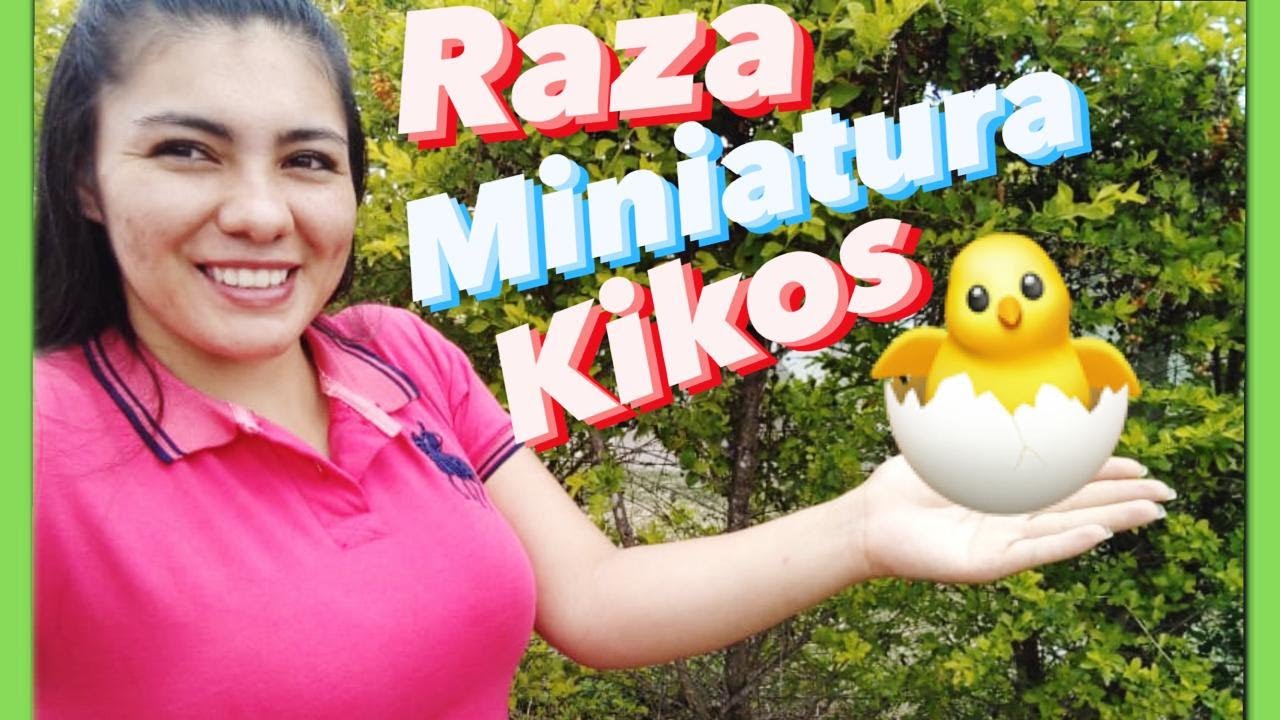 NACIERON 3🐣POLLOS de RAZA MINIATURA🐥😱/POLLOS KIKOS🐓/POLLOS PEQUE&Ntilde;OS🐥