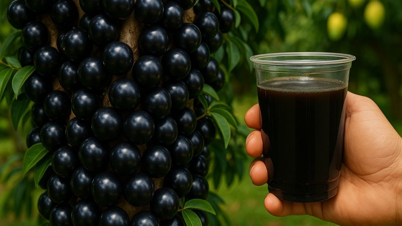 Só 1 Copo Faz QUALQUER PLANTA ENVERGAR os GALHOS de TANTOS FRUTOS (JABUTICABA O ANO INTEIRO)