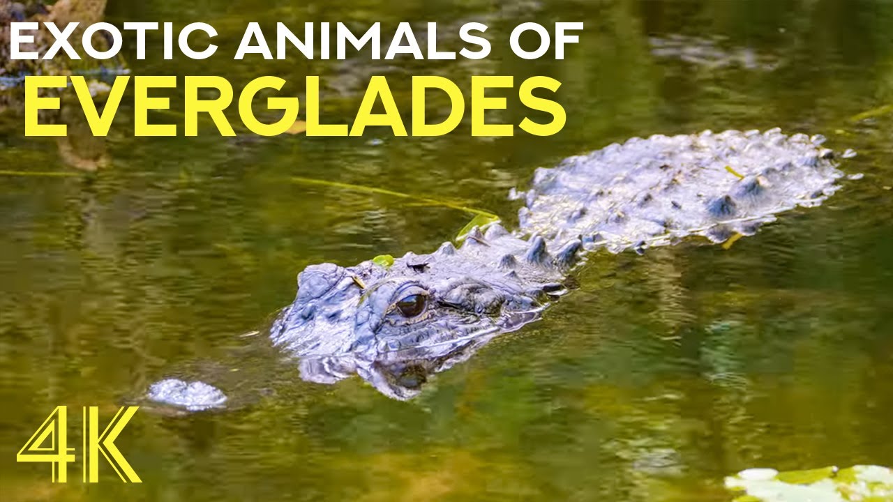 Exotic Animals of Florida - Alligators, Manatees & Turtles - 4K Everglades National Park Documentary