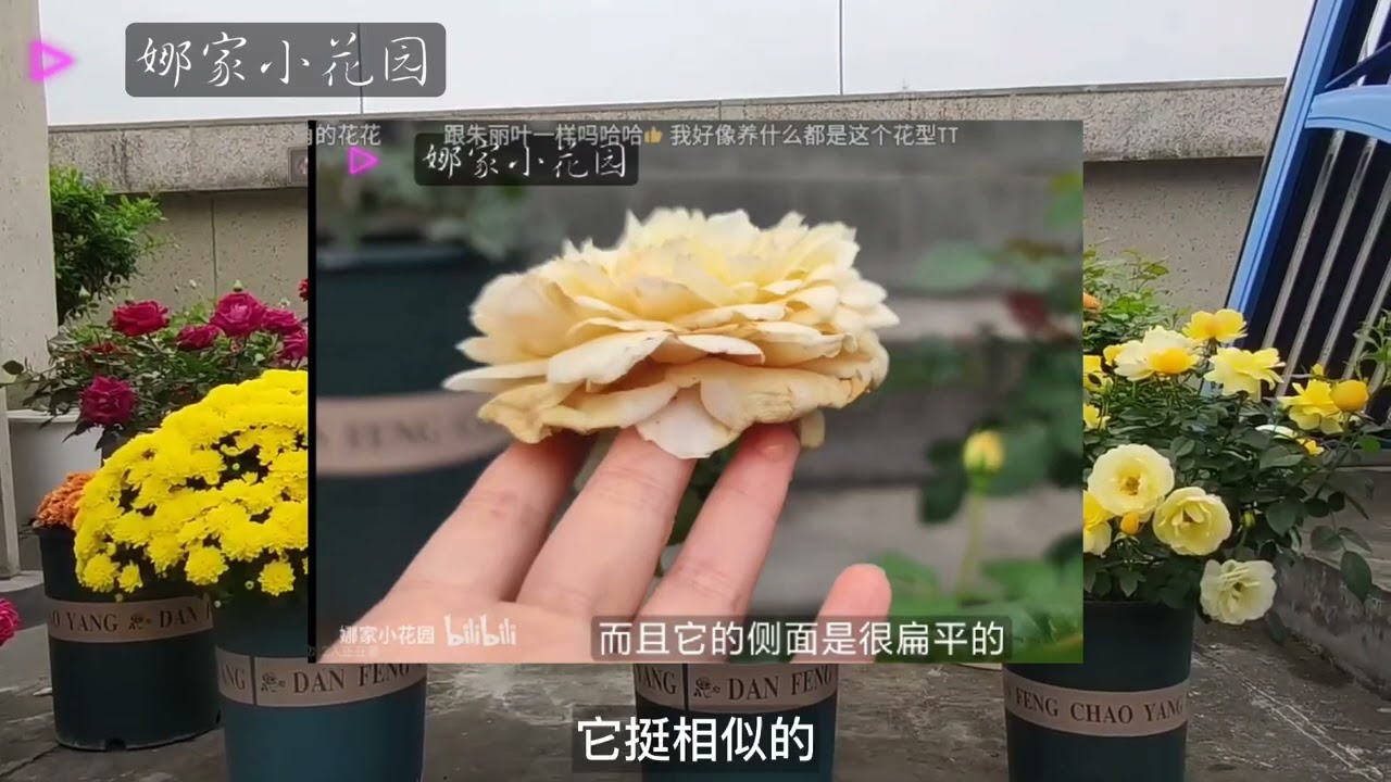2022年我淘汰的月季们（二）蓝色阴雨、艾菲、玛姬婶婶、光之翼、莎龙