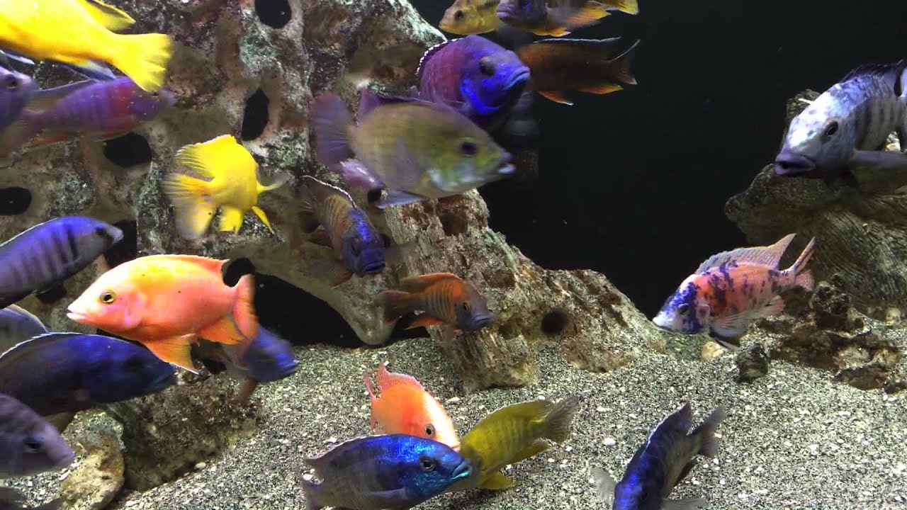 Update on the 220 African cichlid tank