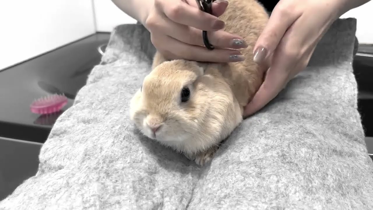 うさぎって爪食べるのね😮