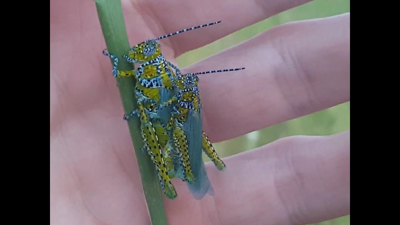 4K CC. Grasshoppers, Catching Insects In The USA, AZ UT CA NV NM Herping HD