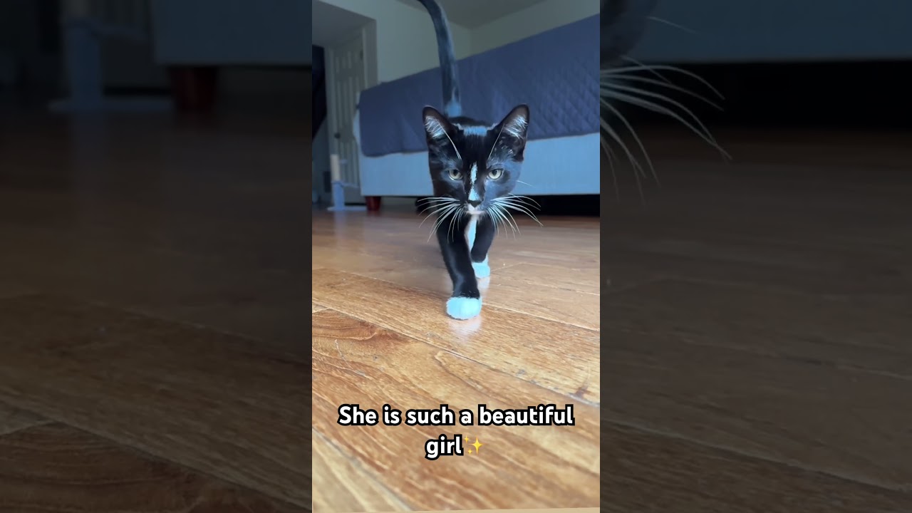 ✨She is such a beautiful kitty.✨ 