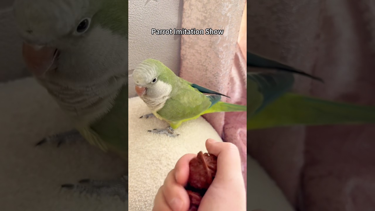 Parrot Imitation Show #foryou #funny #animals #cute #fyp #fun #parrot