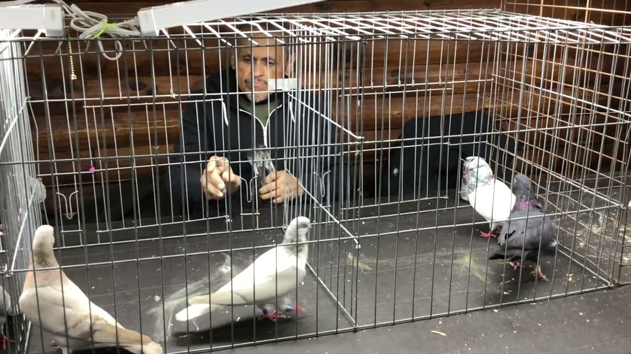 Судейство голубей-типплеров на выставке Центрально-Джерсийского клуба голубеводов.