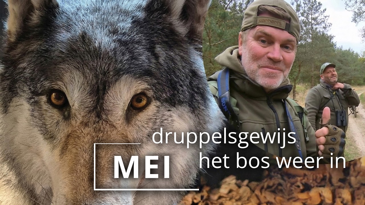 #103 - MEI - vier dagen op de veluwe Afl. 2 - druppelsgewijs het bos weer in