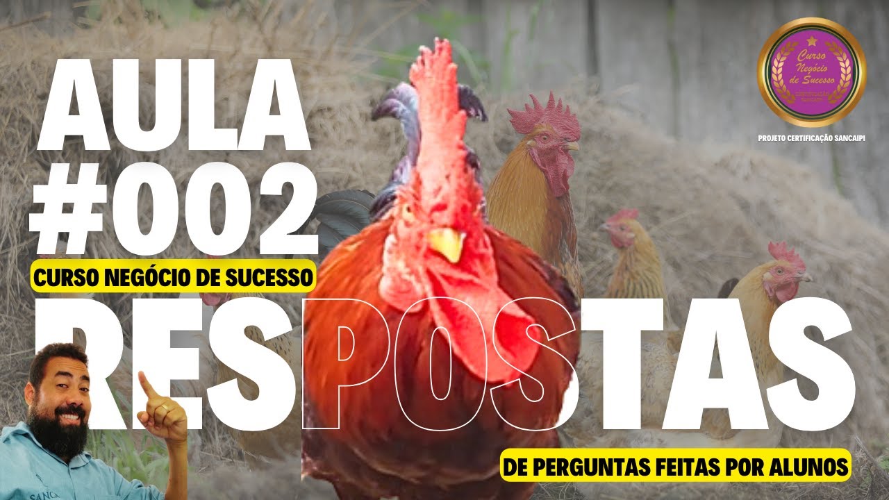 AULA #002 - Negócio de Sucesso com Galinhas - RESPONDENDO PERGUNTAS